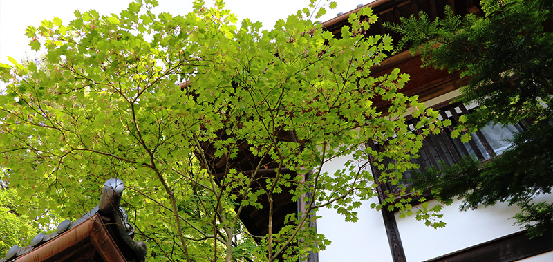 ようこそ「塵表閣」へ