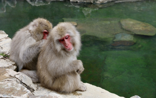 地獄谷野猿公苑